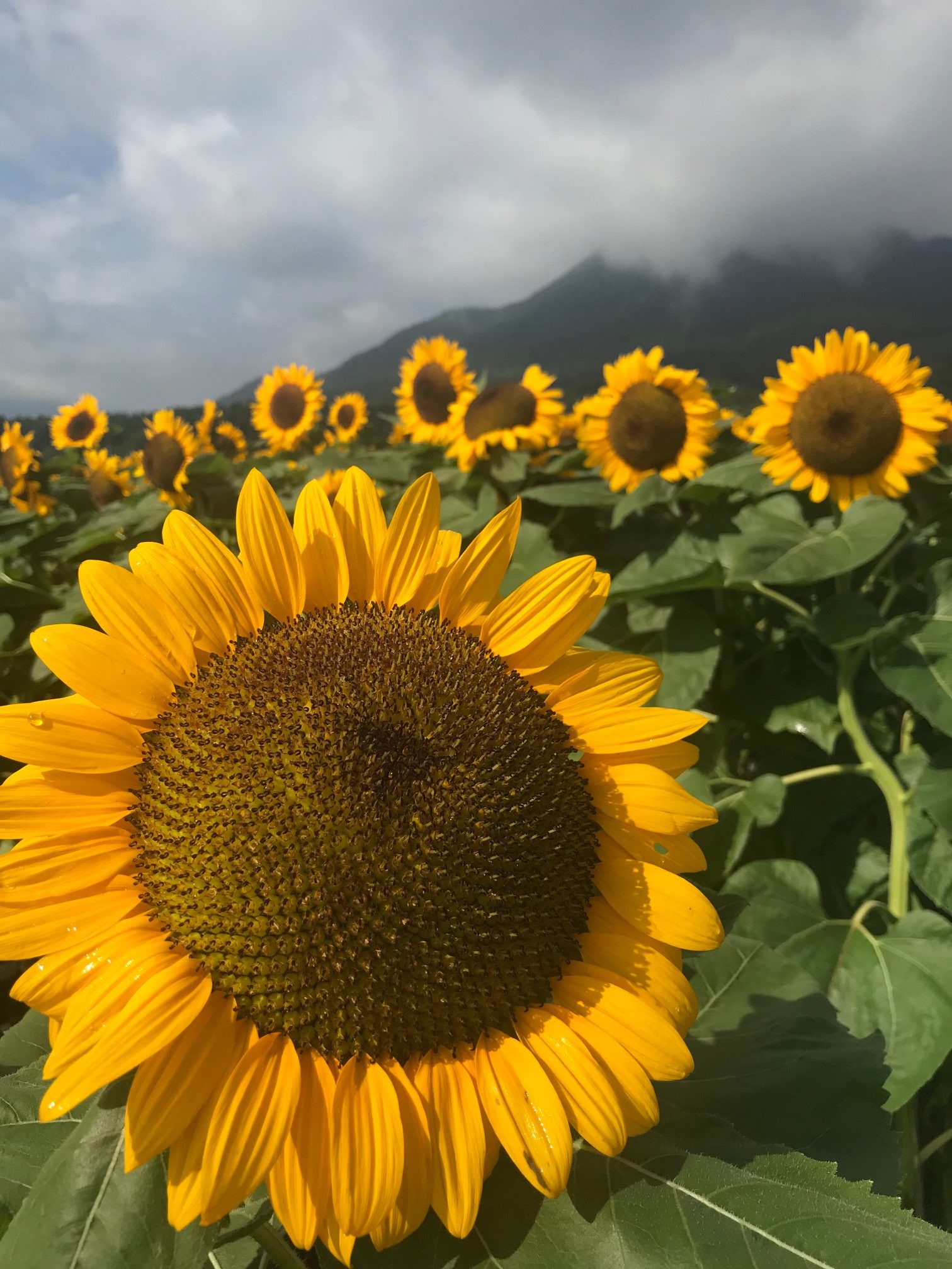 四季折々の花が楽しめる 上堰潟公園 うわぜきがたこうえん 国内 海外旅行予約 旅館 ホテル 個人旅行 団体旅行は新潟トラベル