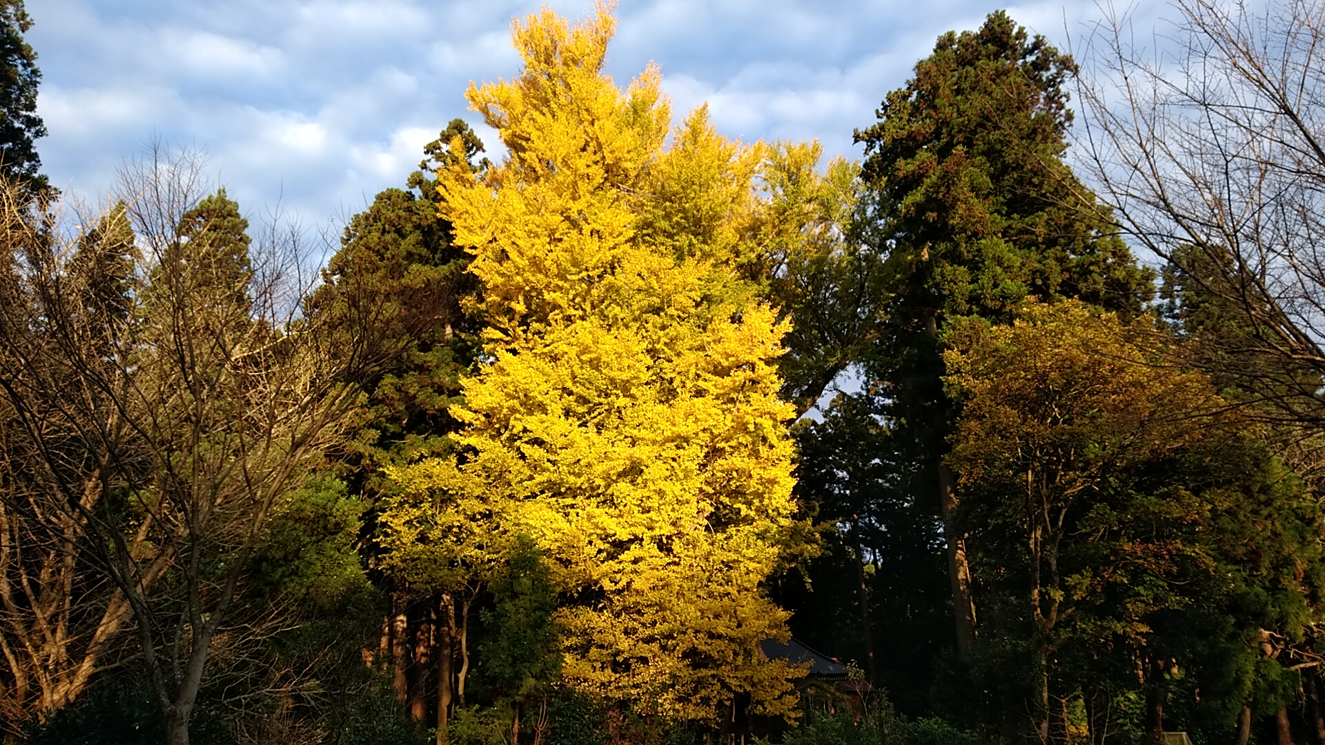 五泉市の“黄”葉スポット・切畑の乳銀杏(ちちいちょう) | 国内・海外