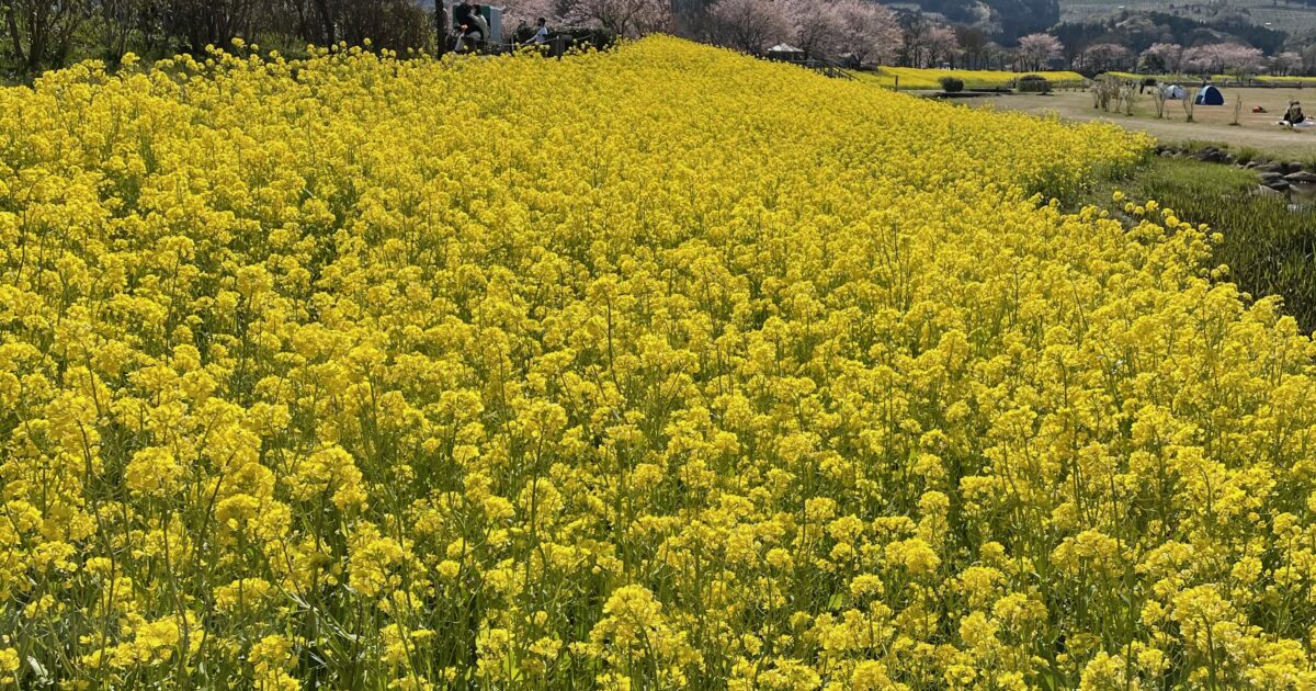一面の菜の花畑！ 西蒲区・上堰潟公園(うわせきがたこうえん) | 国内